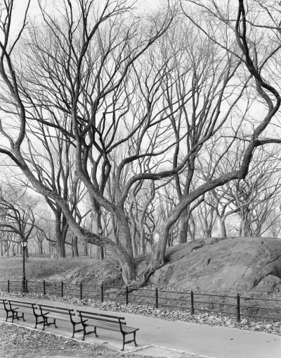 Mitch Epstein, American Elm, Central Park, New York, 2012, 2012.