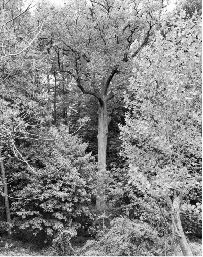 Mitch Epstein, Tulip Tree, Alley Ponds Park, Queens, 2011, 2011.