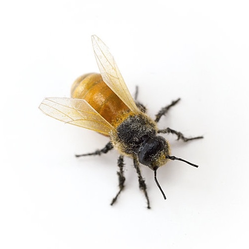 Tom Friedman, Untitled (Bee), 2007.