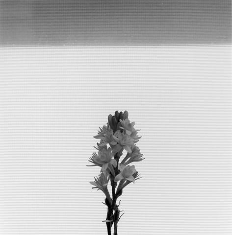 Robert Mapplethorpe, Tuberose, N.Y.C., 1977.