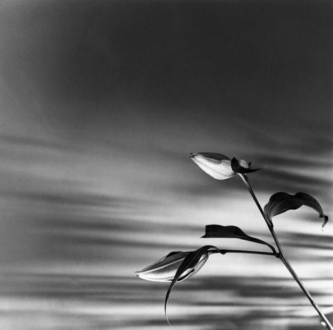 Robert Mapplethorpe, Buds (Lily), N.Y.C., 1977.
