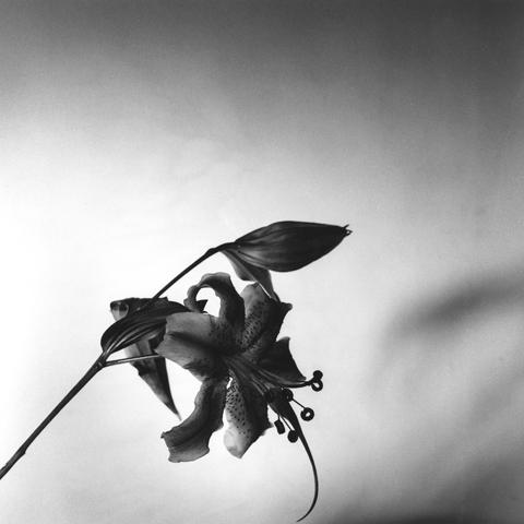 Robert Mapplethorpe, Lily, N.Y.C., 1977.