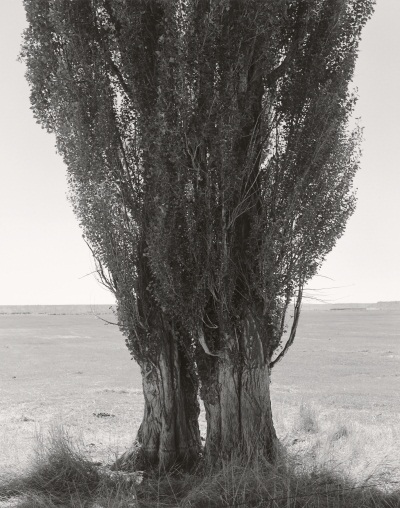 Robert Adams, Harney County, Oregon, from "Poplars," 1999.