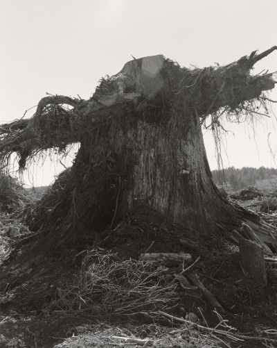 Robert Adams, Coos County, Oregon, from the series "Turning Back," 1999-2003.