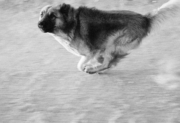 John Divola, D06F10, 1996-98.