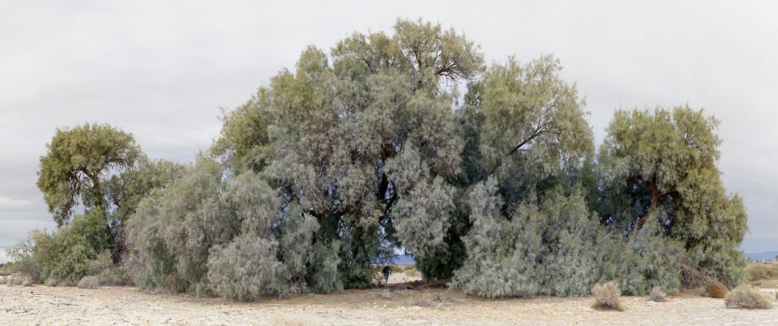 John Divola, As Far As I Could Get, 10 Seconds,  12_15_2010, 3:29 PM to 3:42 PM PST, 34.166301,-116.033714, 2010.