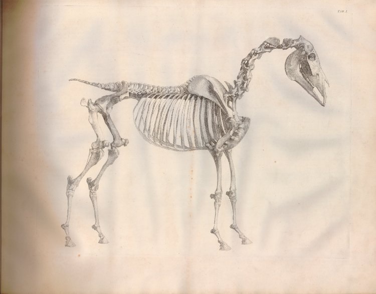 George Stubbs, from "The Anatomy of the Horse," 1766. Collection of the British Museum, London.