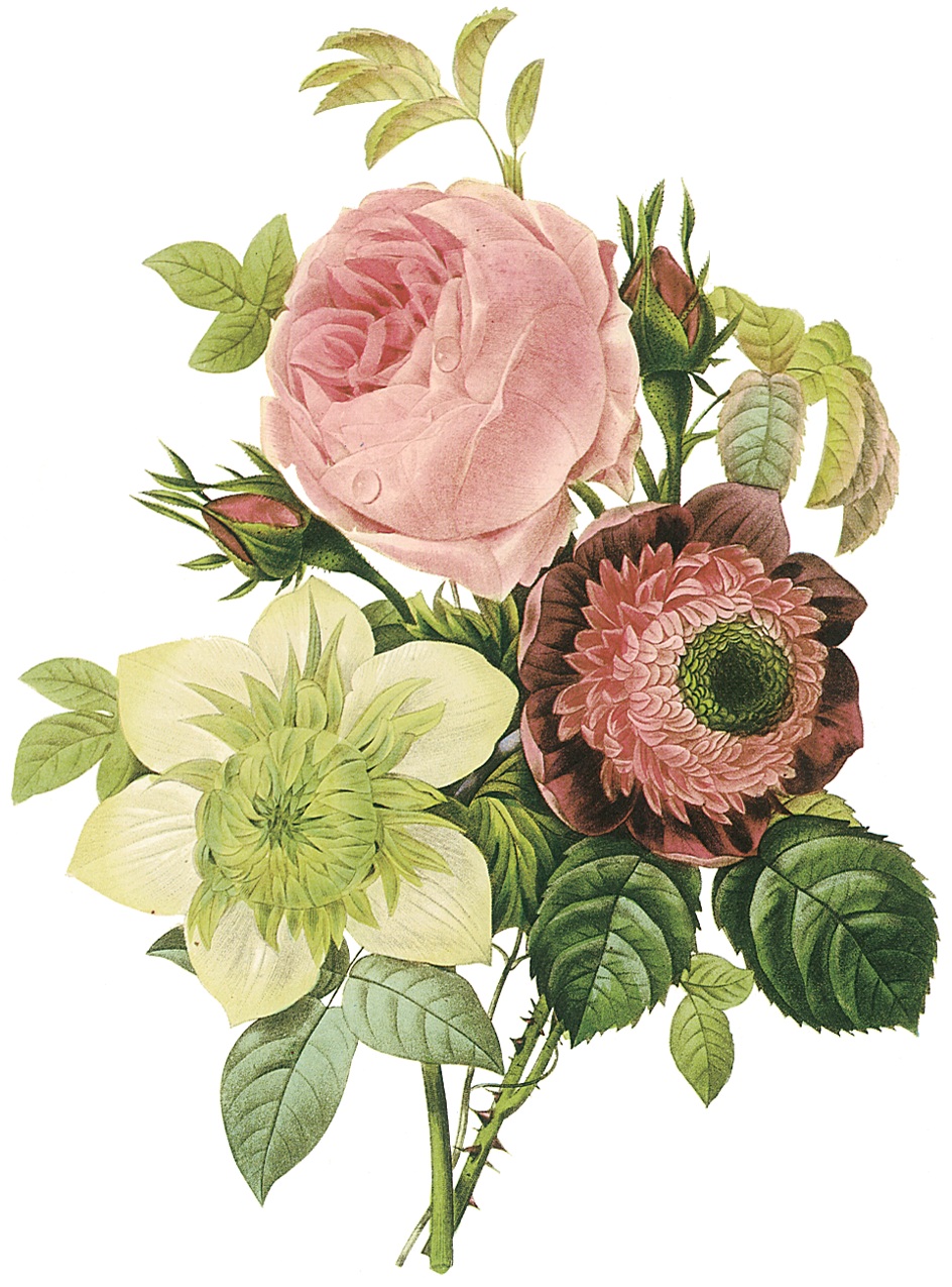 Pierre-Joseph Redoute, Centifolia rose, anemone, and clematis.