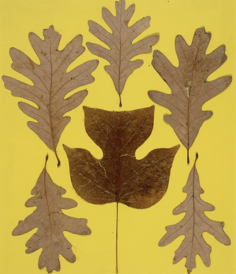 Josef Albers, Leaf Study IX, ca. 1940.