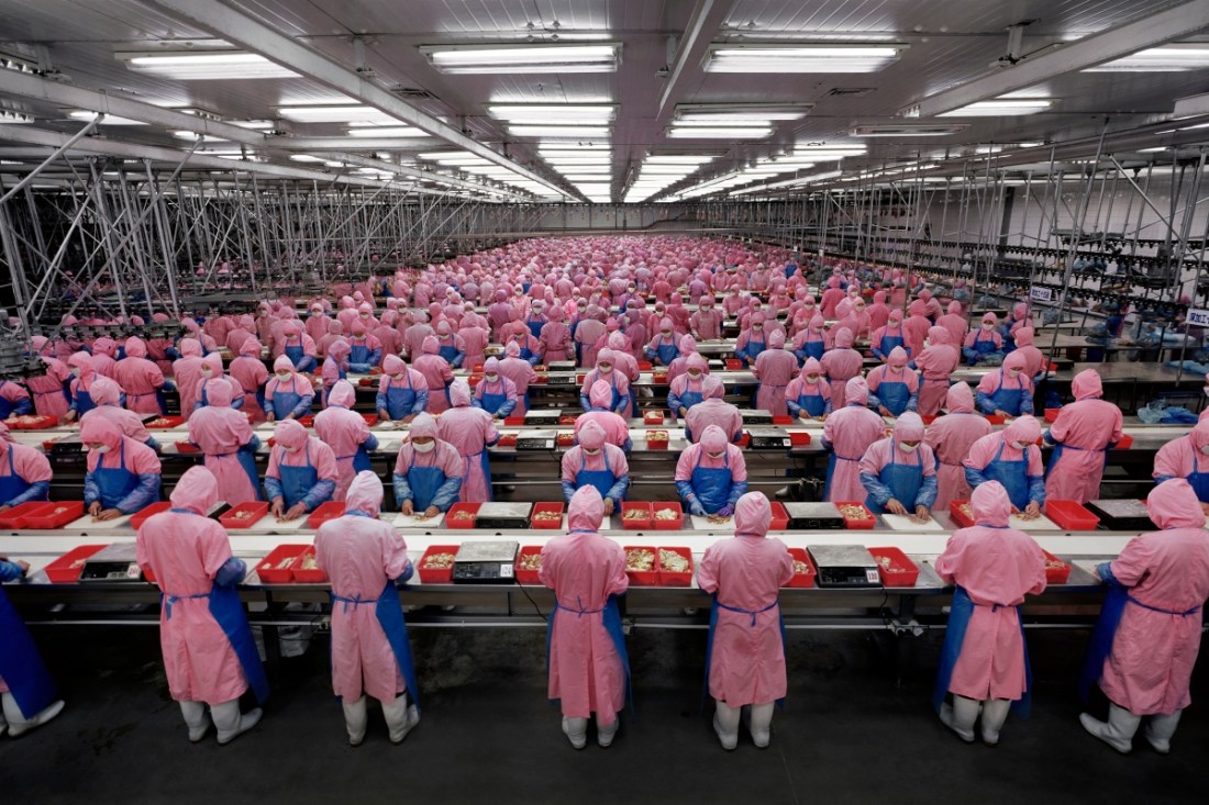 Edward Burtynsky, Deda Chicken Processing Plant, Dehui City, Jilin Province, China, 2005.