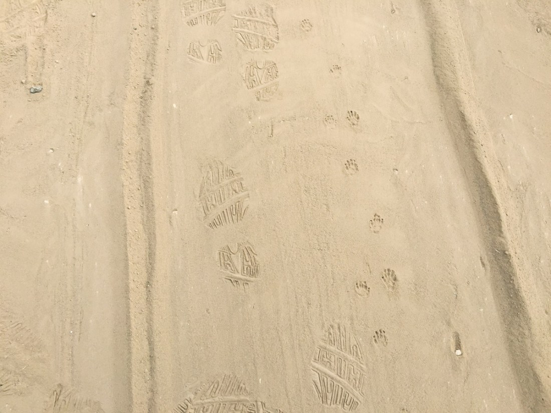 Richard Misrach, Animal tracks, near Calexico, California, 2015.