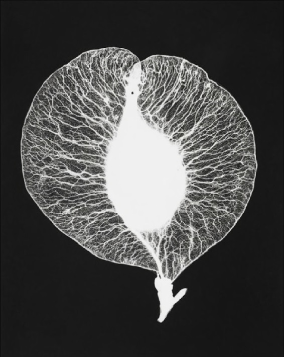 Zygmunt S. Gierlach, Peafowl, undated/