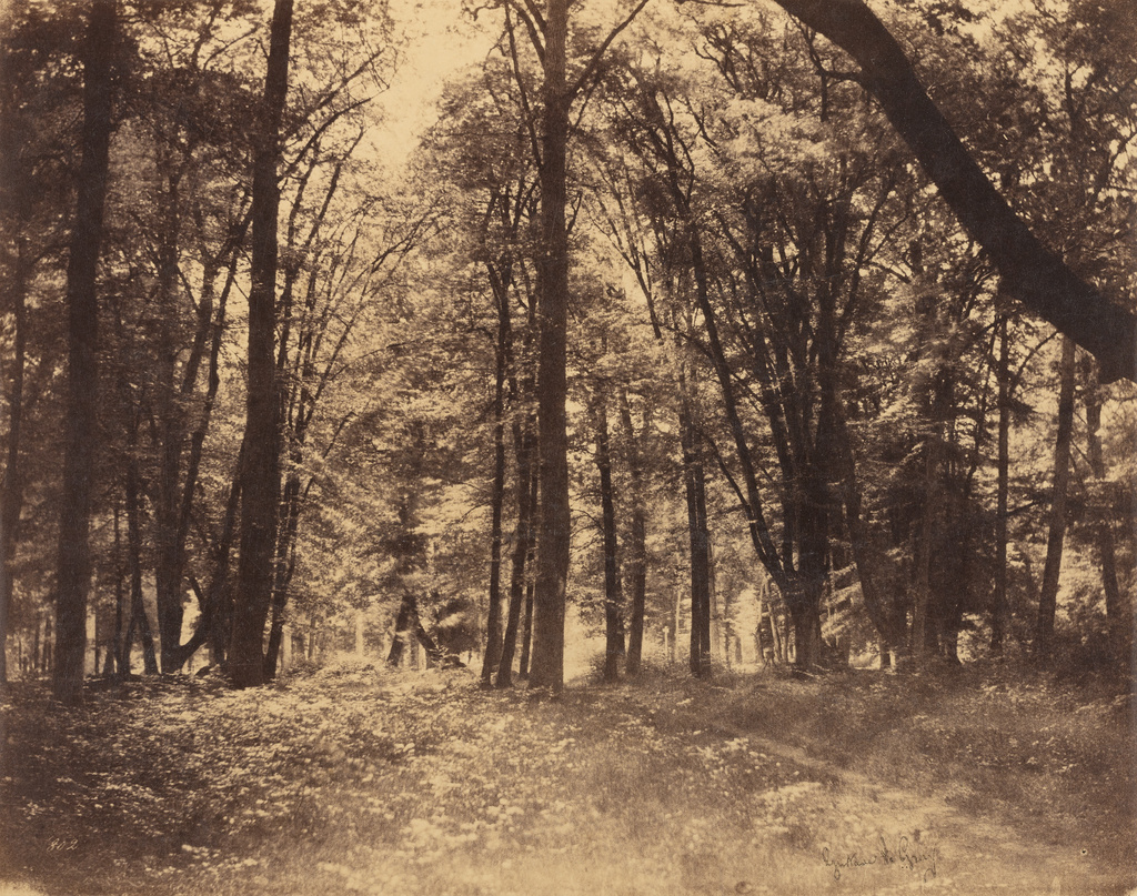 Gustave Le Gray, Forest Scene, Fontainebleau, 1849-52.