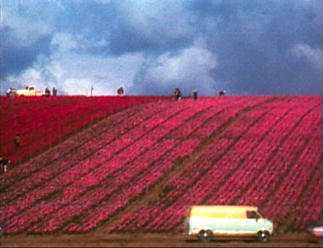 Still from Martha Rosler, Flower Fields, 1974. 